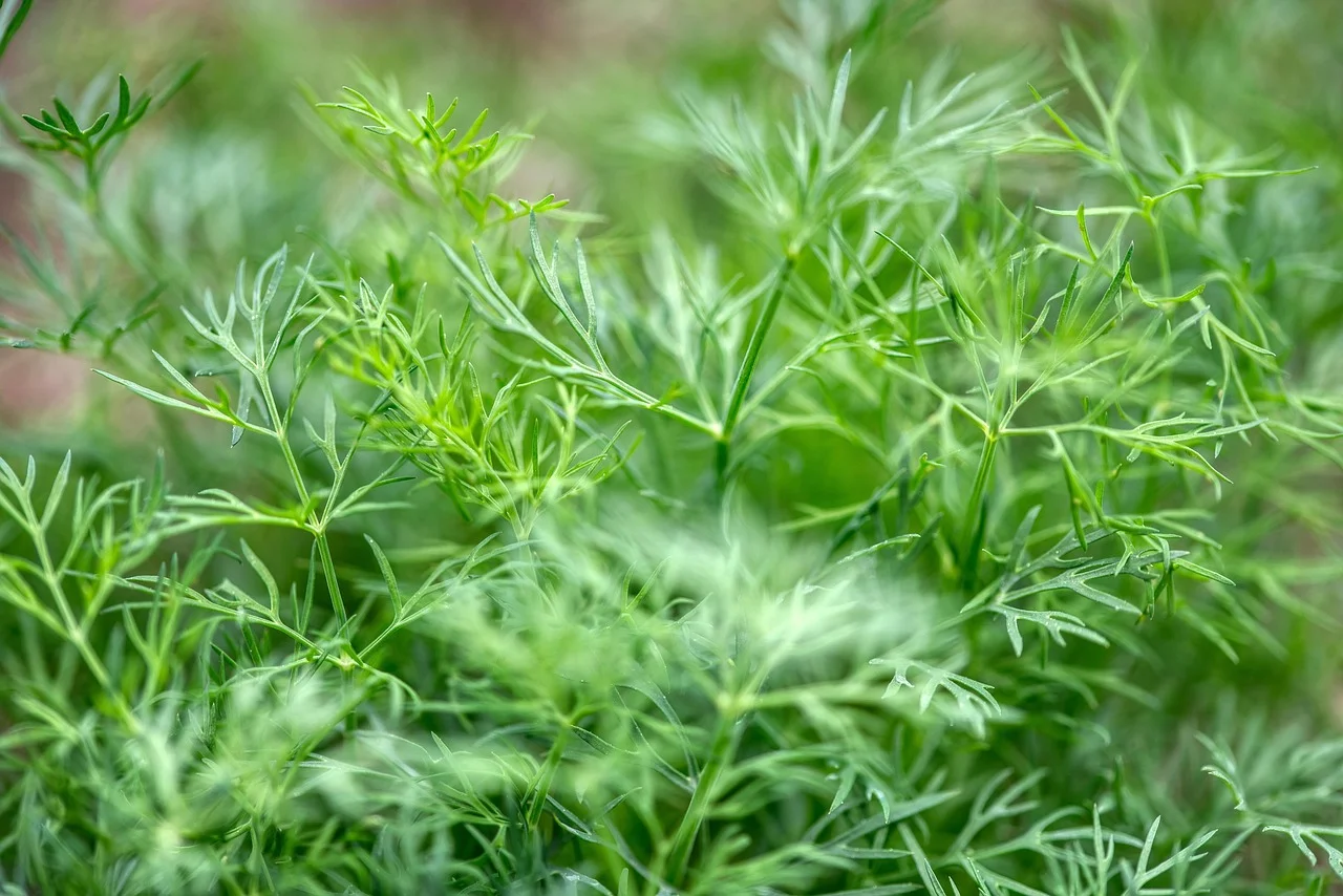 Dill and Cucumber; A Dreamy Pair for Summer!
