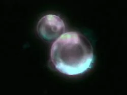 A Historic Moment in Science: The Most Lively Artificial Cell Created!