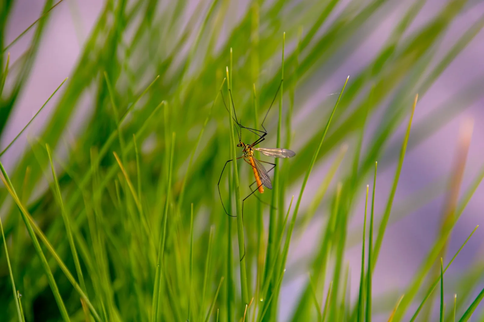 Warning: A Summer Full of Mosquitoes is Coming to Germany!